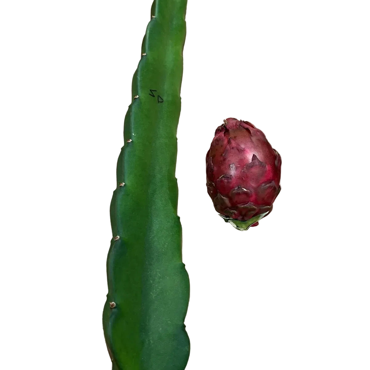 Dragon Fruit Cuttings