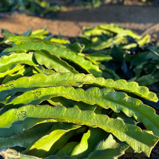 Dragon Fruit Cuttings